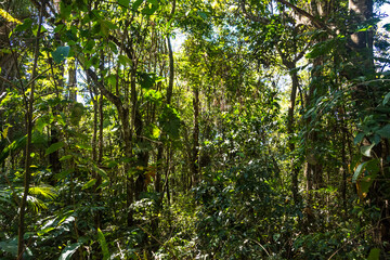 Trees in a mini forest at Inhotim Park at Brumadinho, State of Minas Gerais, Brazil.