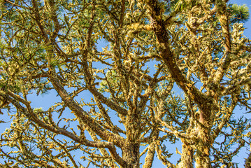 California Trees, Pacifica, CA