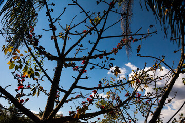 Silhouette of a tree and its naked branchs against the sky in Inhotim Institute, Brumadinho, State of Minas Gerais, Brazil.