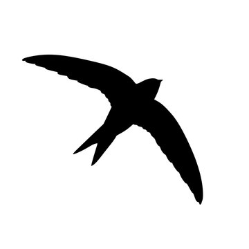 Apus bird silhouette in black. Flying Apus bird silhouette isolated on white background. Vector illustration