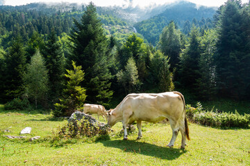 Fototapeta premium cows in the mountains
