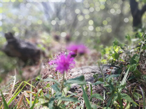 flores color violeta en el bosque, fondo con bokeh.