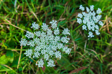 Daucus carota, Queen Anne's Lace, wildflower umbel of small white flowers in a lacy-looking flat-topped cluster, deep purple floret in the center. - obrazy, fototapety, plakaty