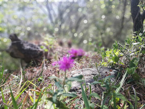 flores color violeta en el bosque, fondo con bokeh.