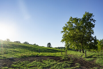 Fototapeta na wymiar Green Grass Farm Field with Hill