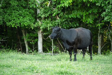 Black Angus Cow in Pasture