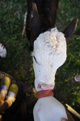 Baby Black Hereford Cow getting milk from a bottle