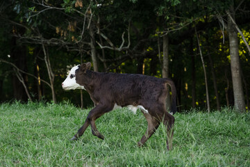 Baby Black Hereford Calf running in pasture next to woods