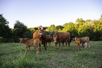 Brown Cows and Calfs in Green Pasture