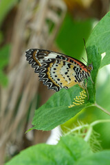 Obraz premium Butterfly and butterfly eggs on the Passiflora foetida plant.