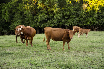 Obraz na płótnie Canvas Cattle Heard of Black Angus, Hereford and Gelbieh Cows in Missouri green Pasture with Trees.