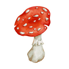 Red mushroom fly agaric.Watercolor illustration of a poisonous plant.