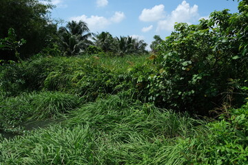 Fototapeta na wymiar Grass field in the countryside of Vietnam.