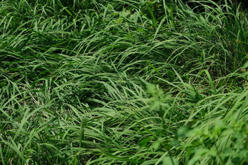 Grass field in the countryside of Vietnam.