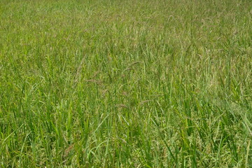 Rice and grass growing up together.