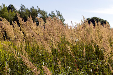 green grass in a field in the summer, a field with