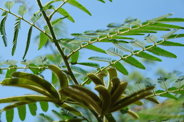 Beautiful nature images of Vietnam.