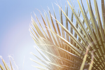 Palm leaves against blue sky in sunlight. Summer vacation background