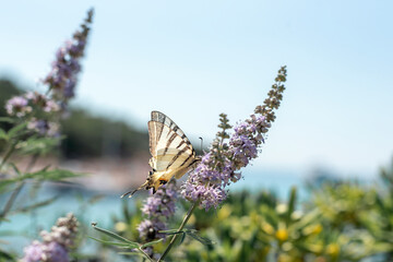 Beautiful Papilio Machaon butterfly on Vitex agnus-castus flower, closeup. Selective focus