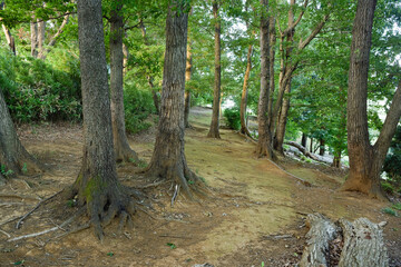 自然に囲まれた散歩道