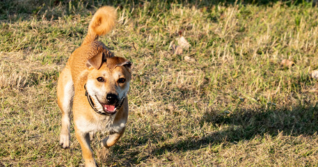 A playful dog full of energy of love and life enjoys God's gift of existence