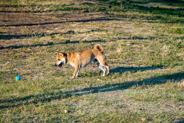 A playful dog full of energy of love and life enjoys God's gift of existence