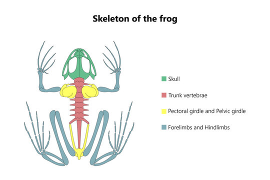 Skeleton of the frog. Vector illustration.