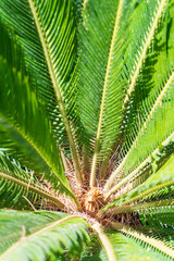 Obraz na płótnie Canvas Juicy green leaves of cycas revoluta palm tree in sunlight