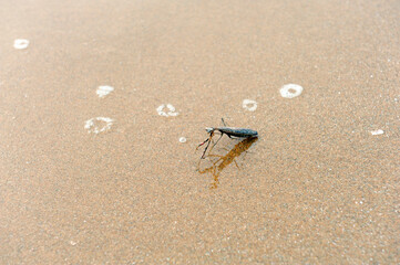 A praying mantis on the beach