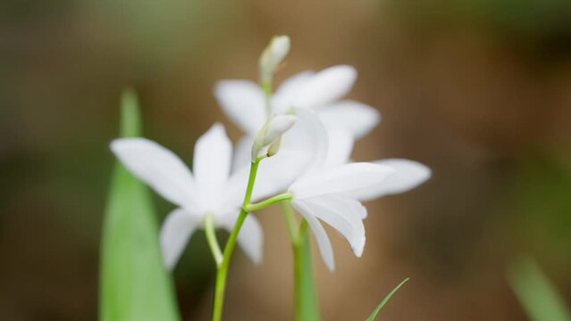 白く可愛いシランの花