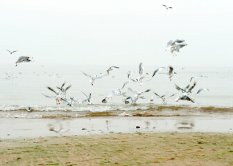 A flock of seagulls flying by the sea