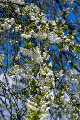 apple fruit trees blooming in the spring season
