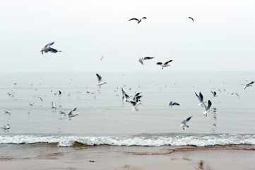 A flock of seagulls flying by the sea
