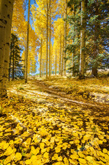 Aspen golden leafed road