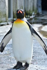 動物園のキングペンギン