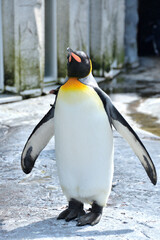 動物園のキングペンギン