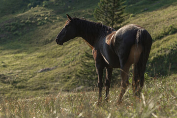 Portrait of a horse grazing on a mountain pasture in the alps of allgäu and austria