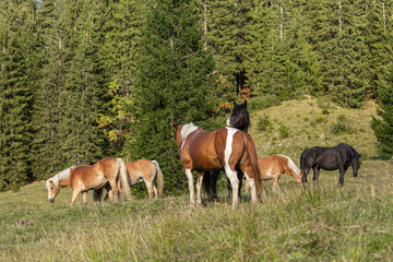 Beautiful mountain scenery: Portrait of a herd of horses on a mountain pasture