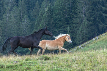 Beautiful mountain scenery: Portrait of a herd of horses on a mountain pasture