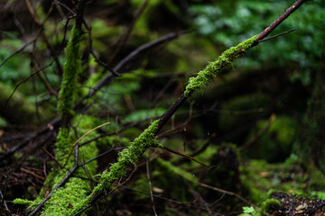 moss on the tree twig