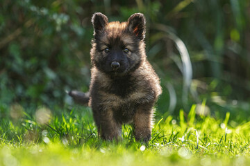 Portrait of a six weeks old german shepherd puppy dog playing in a garden in late summer outdoors