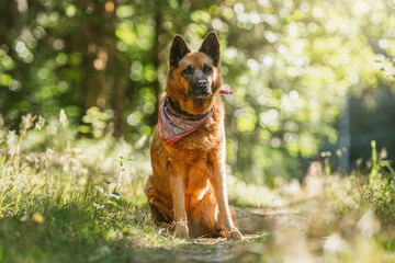 Portrait of an adult eurasian crossbreed dog posing in a forest in late summer outdoors