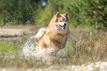 Portrait of a male icelandic sheepdog running through water in late summer outdoors - obrazy, fototapety, plakaty