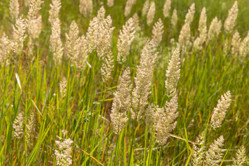 green grass in a field in the summer, a field with