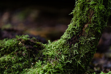 moss on the side of tree