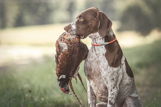 Working dog: Portrait of a braque francais hound retrieving a pheasant during hunting training