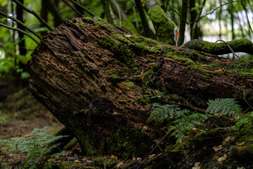 moss covered tree stump