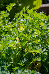 Fototapeta na wymiar Folhagens verdes, plantas