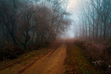 Dark autumn landscape showing road through the misty forest