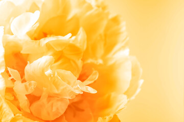 Fototapeta na wymiar Closeup view of beautiful light orange peony flower